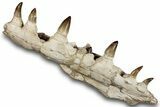 Mosasaur (Prognathodon) Jaw with Seven Teeth - Morocco #259677-2